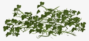 png vines picture black and white - vine transparent