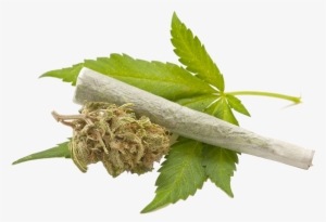 Marijuana Leaf Transparent Background