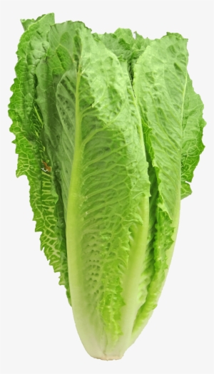 Back On The Wagon Restocking Your Thm Kitchen For Healthy - Romaine Lettuce