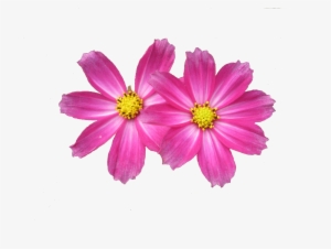 Free Download Flower - Aster Png