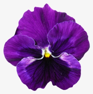 Pansy Flower Png Transparent Purple - Pansy Flower Png