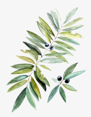 Watercolor Painting Botanical Illustration Leaf - Watercolor Botanical Png