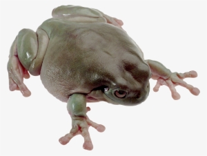 Download Amazing High-quality Latest Png Images Transparent - Frog