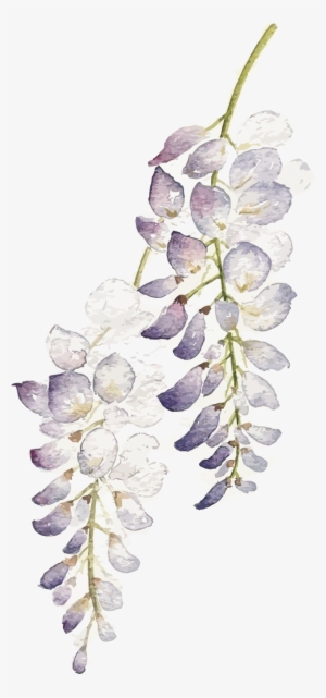 Wisteria Flower Png - Watercolor Purple Flowers Png