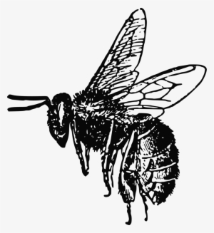 Bee Free Stock Photo - Bee Clip Art