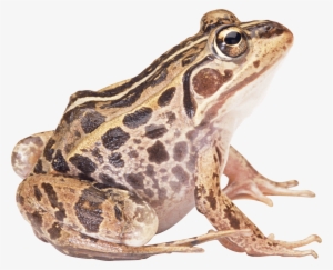Brown Frog Sideview - Frog Png