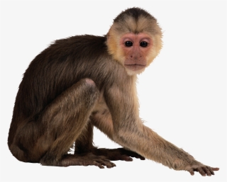 Monkey Png