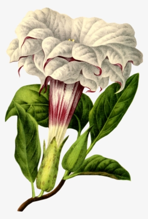 Datura Metel Jimsonweed Angel's Trumpet Drawing Belladonna