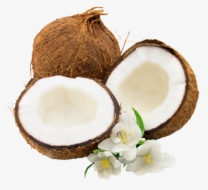 Coconut Png Image - Transparent Background Coconut Png