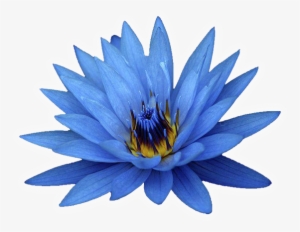 Blue Lotus Tr - Blue Flowers White Background