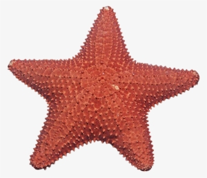 Coral Clipart Starfish - Estrelas Do Mar Em Png