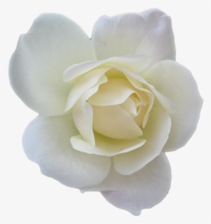 White Rose Transparent Isolated - Small White Flowers Png