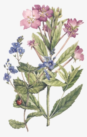 Marjolein Bastien - Botanical Illustration
