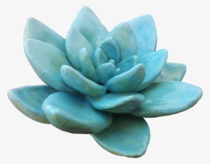 Succulent Plant Light Transparency And Translucency - Succulent Transparent