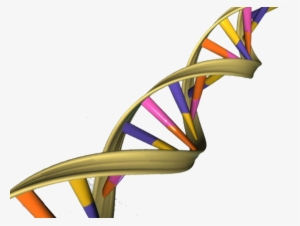 Dna Double Helix - Dna Png