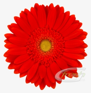 Previous Red Explosion - Red And Yellow Gerbera Daisies