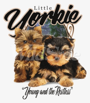 Little Yorkie Young & Restless - Yorkshire Terrier
