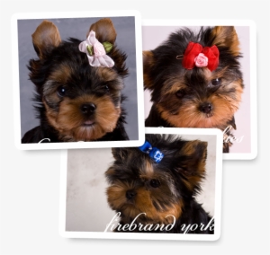 Puppies For Sale - Yorkshire Terrier