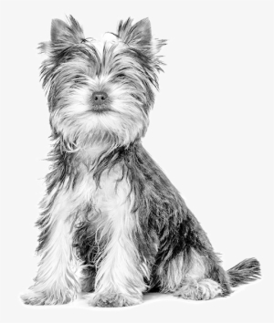 Yorkie Dog - Royal Canin 50 Años