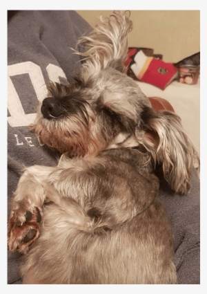Chispita Is A Very Sweet And Loving Little Girl - Miniature Schnauzer