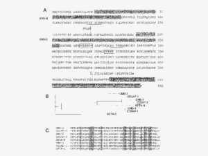 Predicted Protein Sequence Of Seta Sh3 Domain Containing - Document