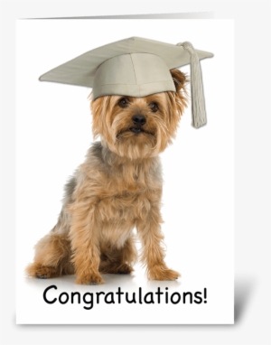 Graduation Yorkie With Cap Congrats Greeting Card - Yorkshire Terrier Smoking Cigarette