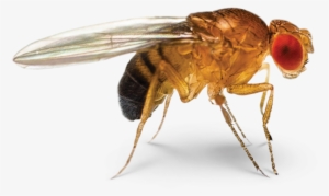 Fruit Fly Face-off