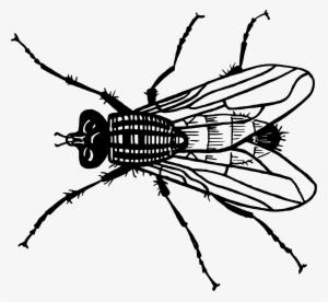 Clip Free Stock At Getdrawings Com Free For Personal - House Fly Clipart Black And White