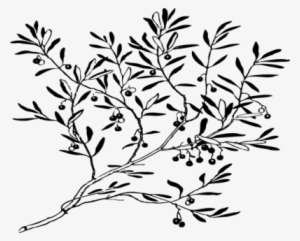 Coloring Trend Thumbnail Size Olive Branch Drawing - Extending An Olive Branch