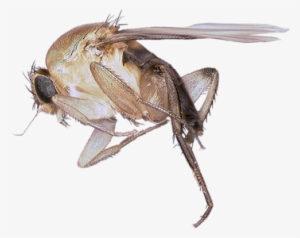 Phor#fly - Humpbacked Fly