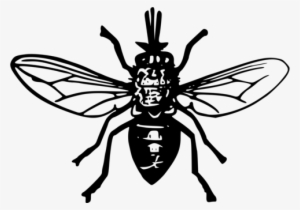 Tsetse Fly Insect Black Fly Computer Icons - Tsetse Fly Clipart