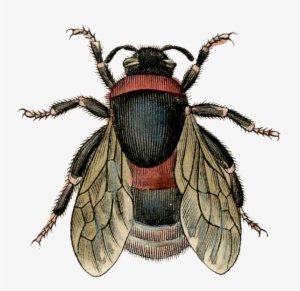 Download Fly Image Png - Antique Bee