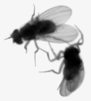 Detecting Social Actions Of Fruit Flies - Fruit Fly Black