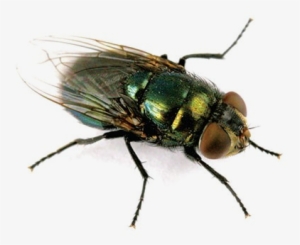 blow flies are often metallic in appearance, with feathery - phormia regina
