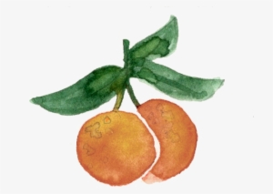 Oranges - Orange