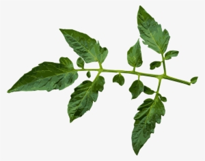 Branch-944532 960 - Tomato Leaf Png