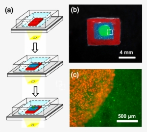 A) Schematic Diagrams Of Performing Multiplexed Micropatterning - Three Dimensional Cell Encapsulation