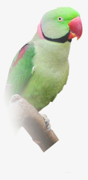 Transparent Ring Necked Parakeet