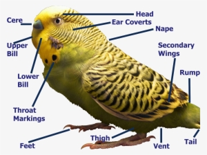 Zebrahighres Labeled - Budgies Information