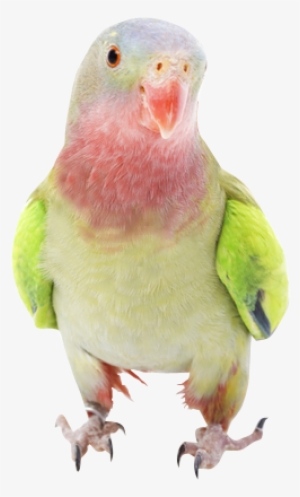 Why Choose A Parakeet To Be The Star Of Your Ecard - Princess Parrot