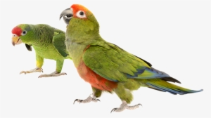 Clip Art Royalty Free Stock Birds Breeders Of Prey - Baby Parrots Transparent