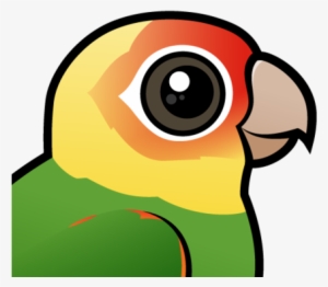 about the carolina parakeet - pineapple green cheeked conures