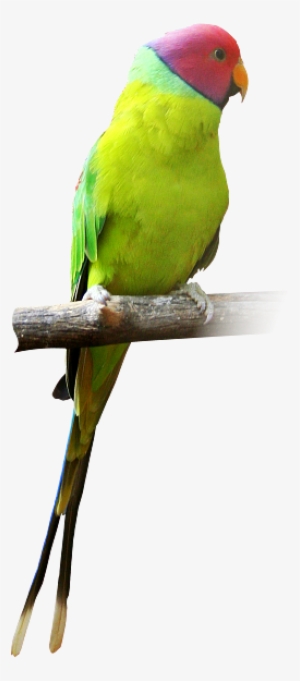 Parrot Ka