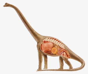 Brachiosaurus - Sauropod With Spikes