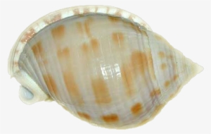 Clipart - Seashell