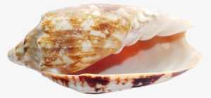 Sea Shell Png Transparent Image Pngpix - Seashell