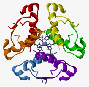 Human Insulin Hexamer 3d Ribbons - Human Insulin Protein Structure