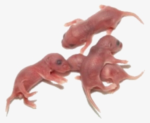 Mice - Pink Mice For Snakes