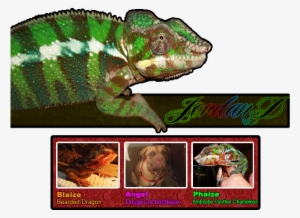 1 - 0 - 0 - 0 Orange Tiger Translucent Bearded Dragon - Common Chameleon