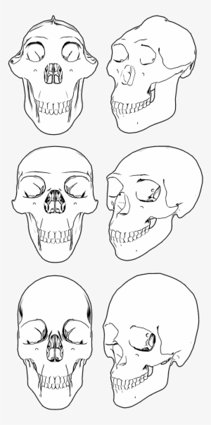 Skull Skulls Skeleton - Craneo De Cavernicola Png